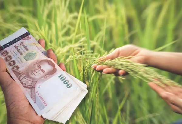泰国内阁再拨出 5.94 亿泰铢用于水稻开发项目